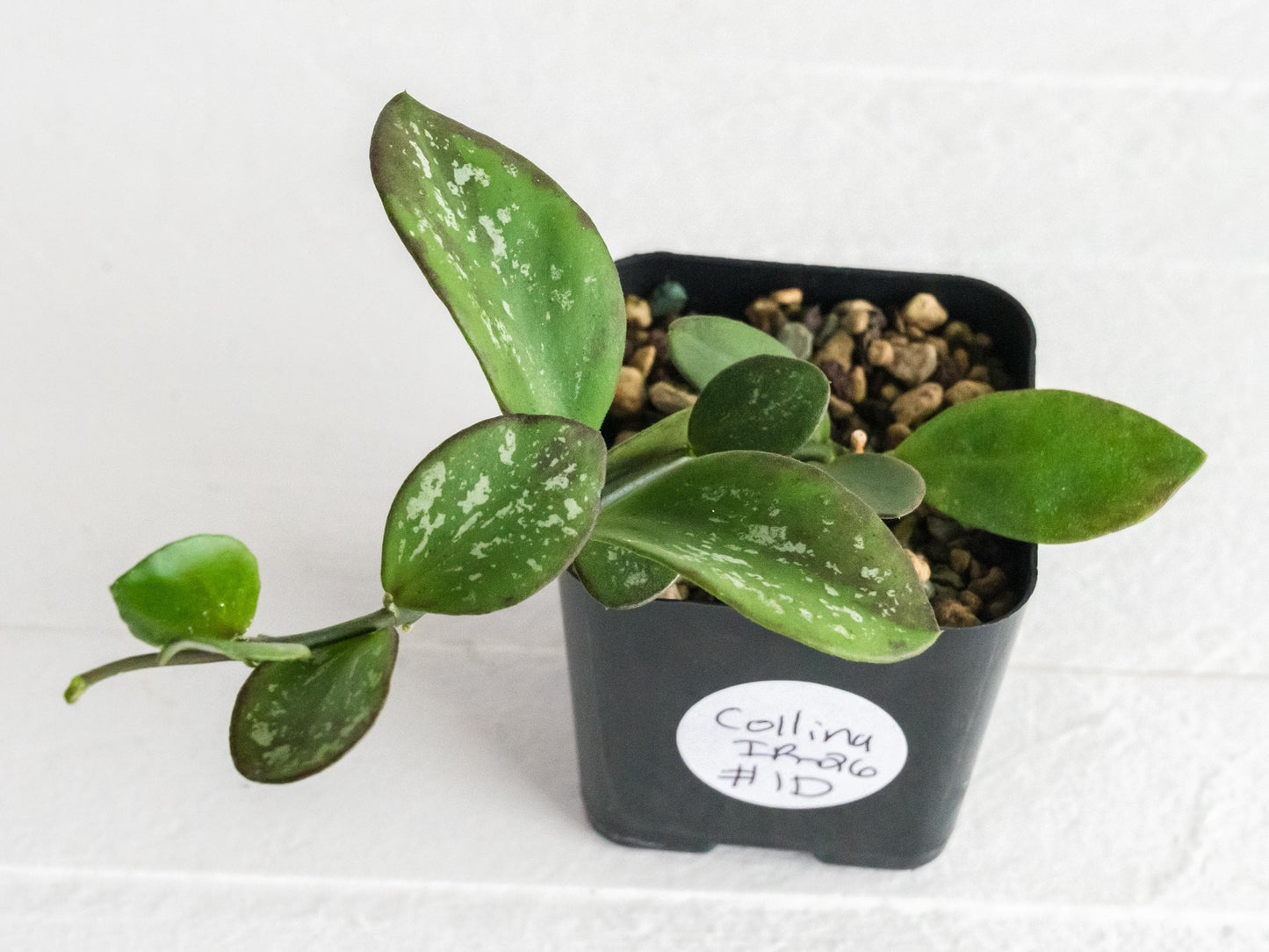 Hoya collina (IR-26) | 2-Inch