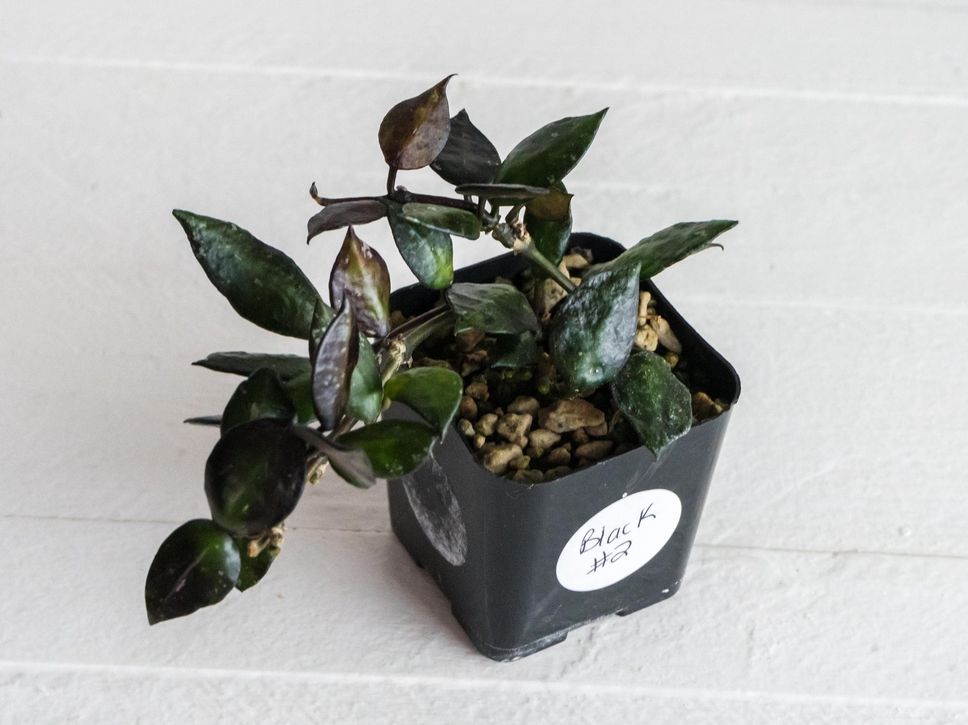 Hoya krohniana 'Black' | 2-Inch