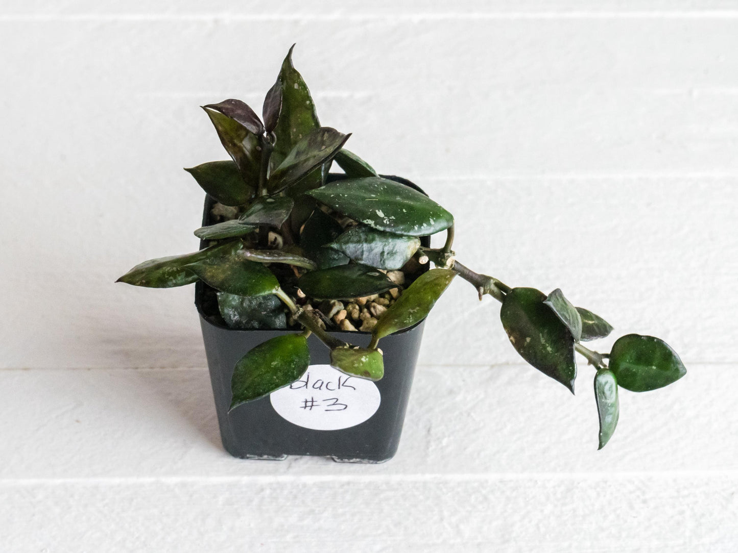 Hoya krohniana 'Black' | 2-Inch