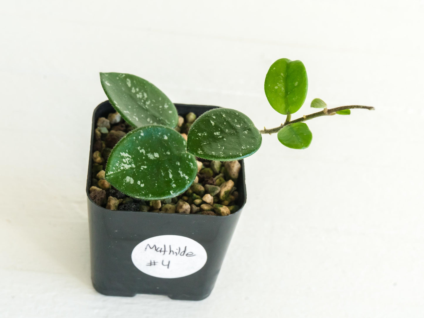 Hoya 'Mathilde' | 2-Inch