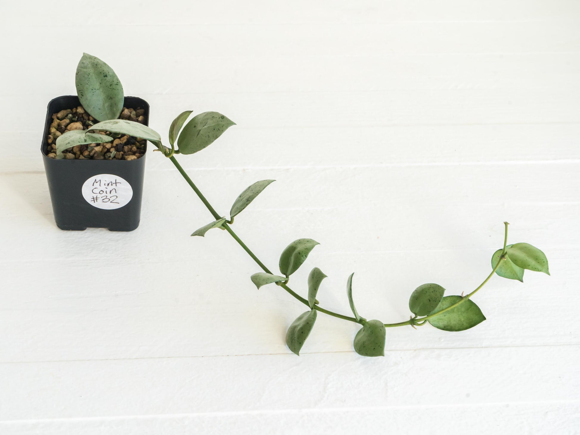 Hoya lacunosa 'Silver Mint Coin' | 2-Inch