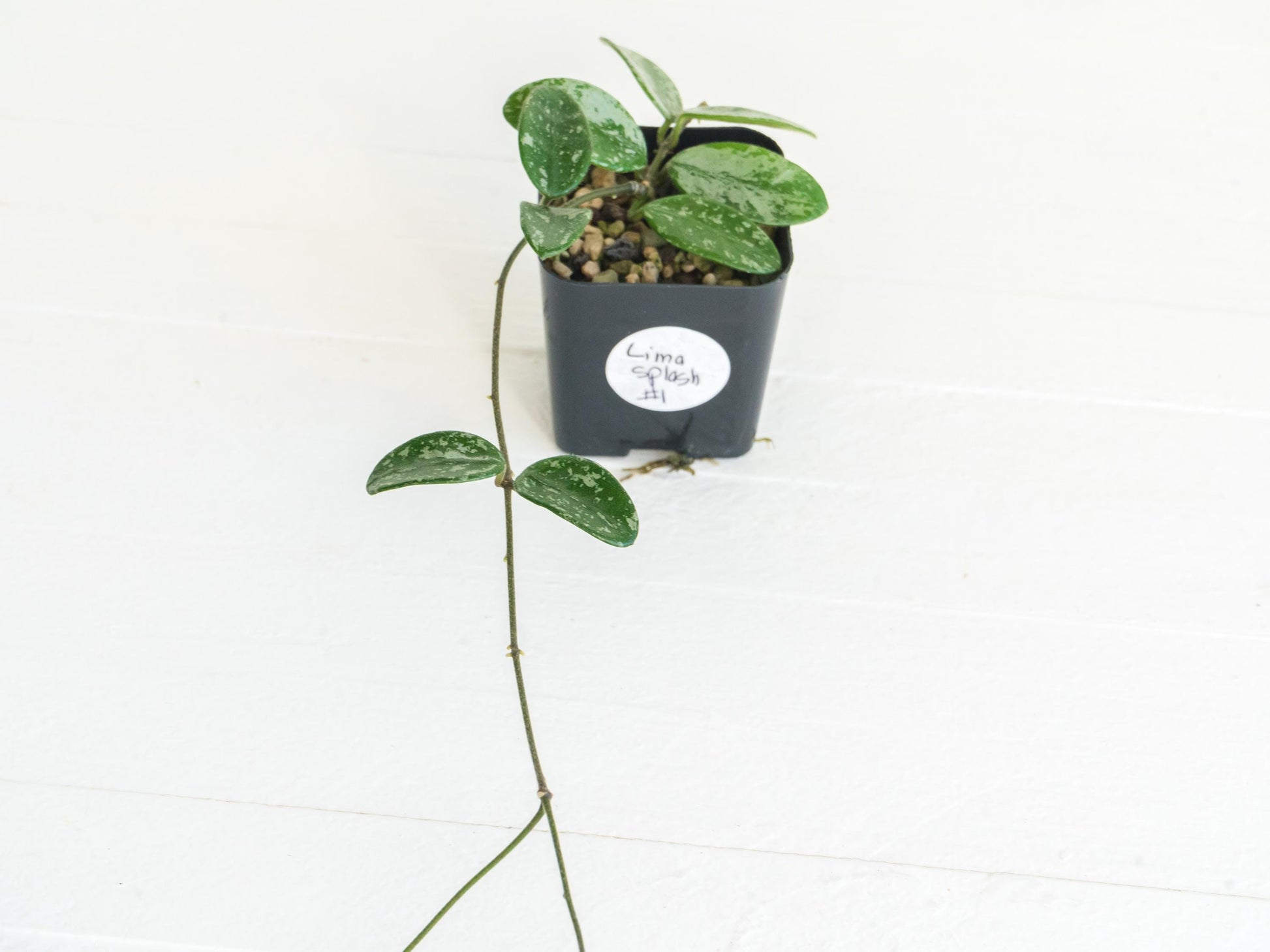 Hoya lima (Splash) | 2-Inch