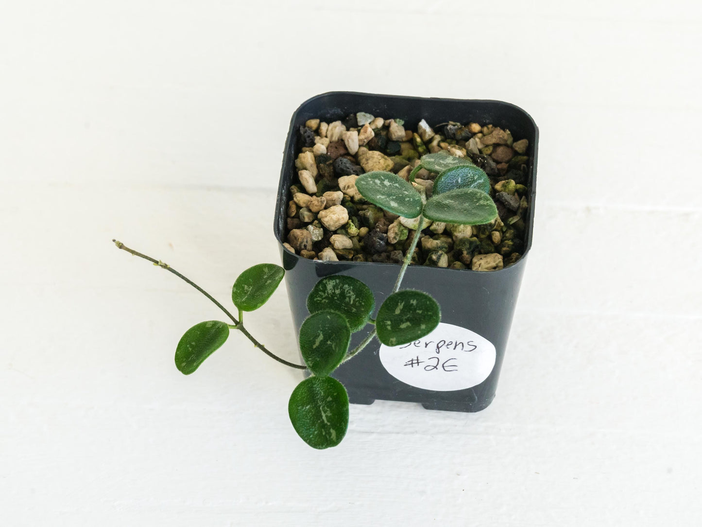 Hoya serpens | 2-Inch