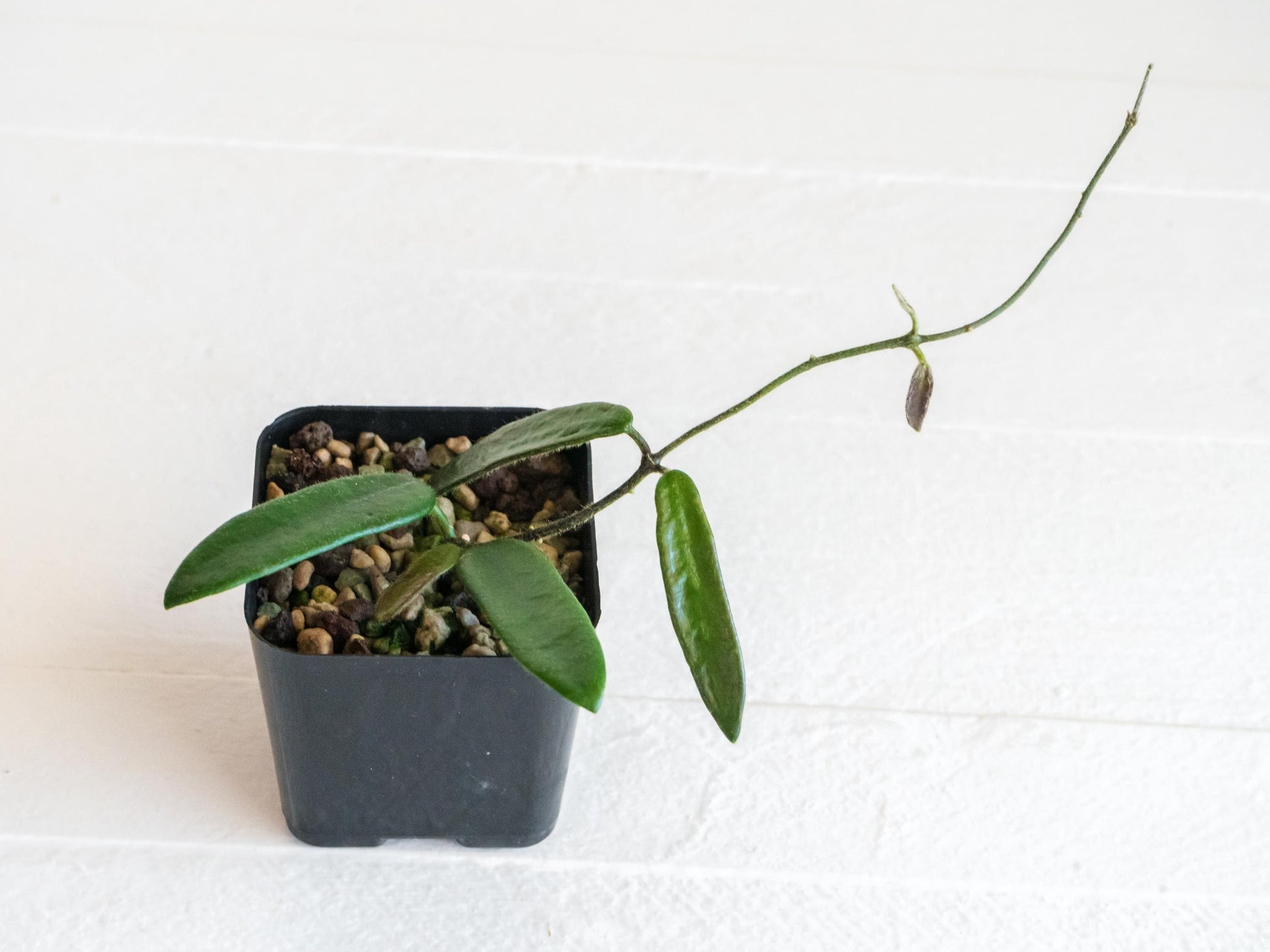 Hoya lyi | 2-Inch