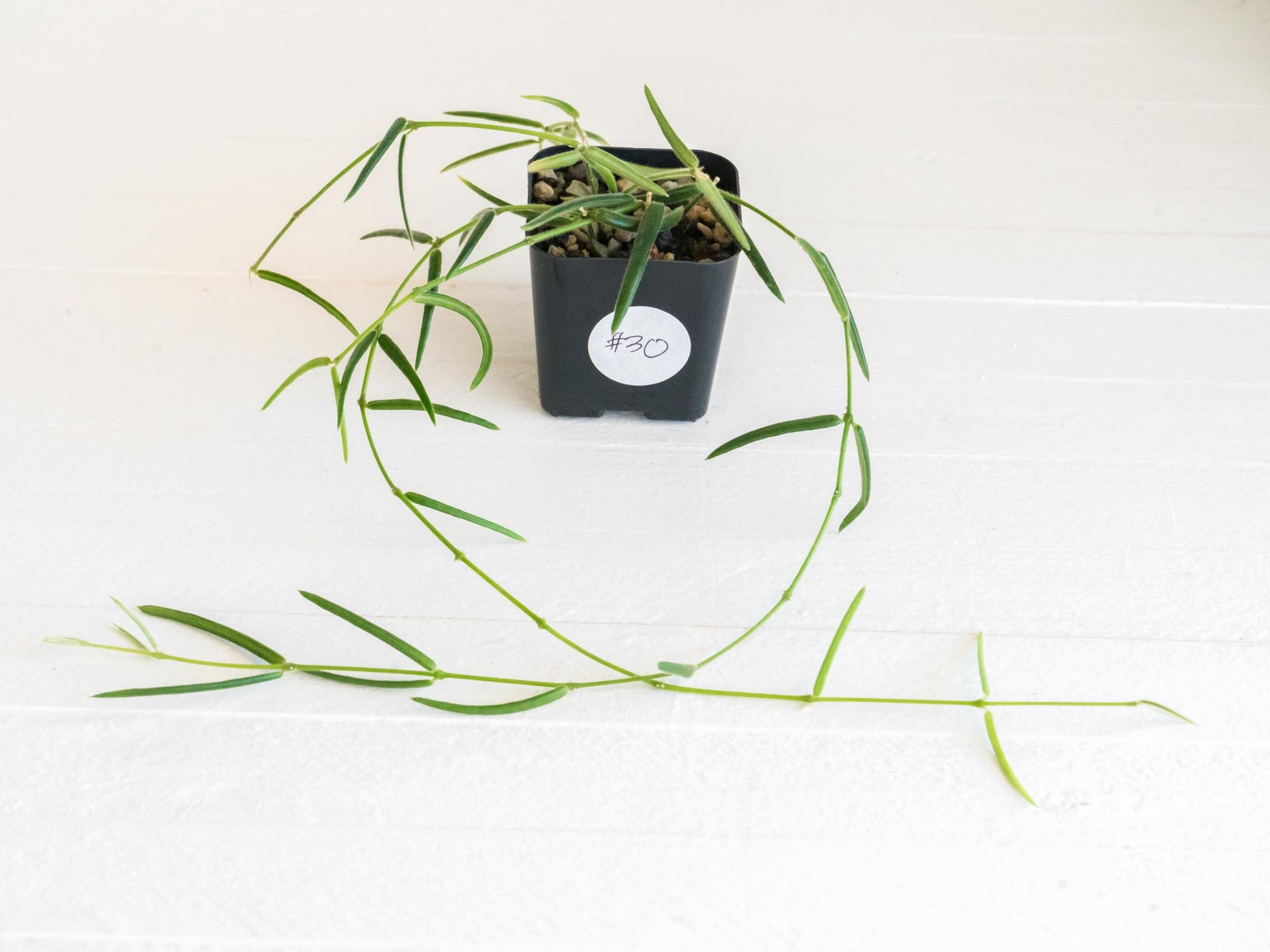 Hoya linearis | 2-Inch