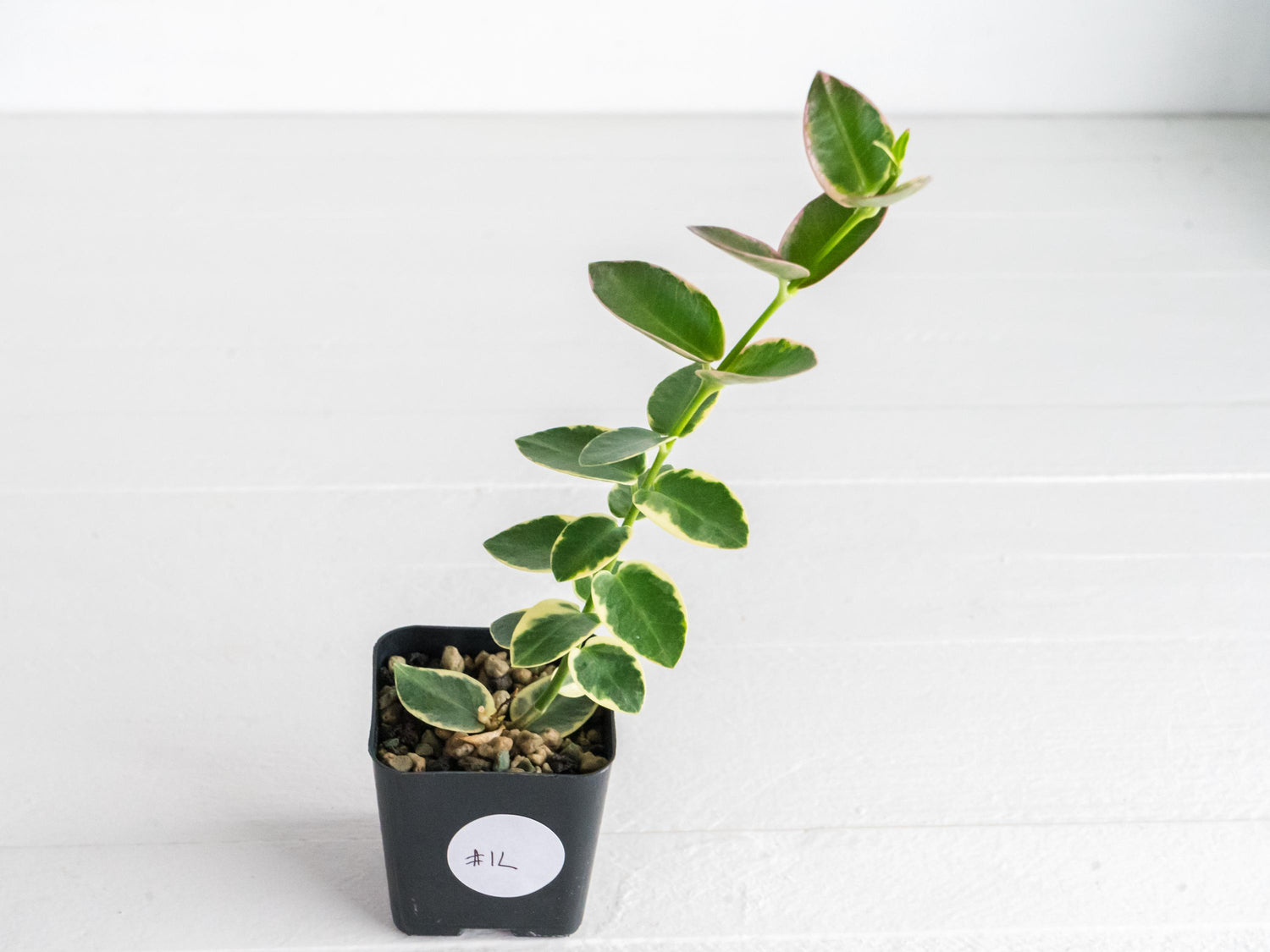 Hoya cumingiana (Albo | Outer Variegated) | 2-Inch