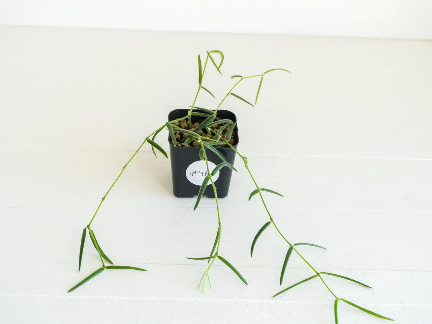 Hoya linearis | 2-Inch