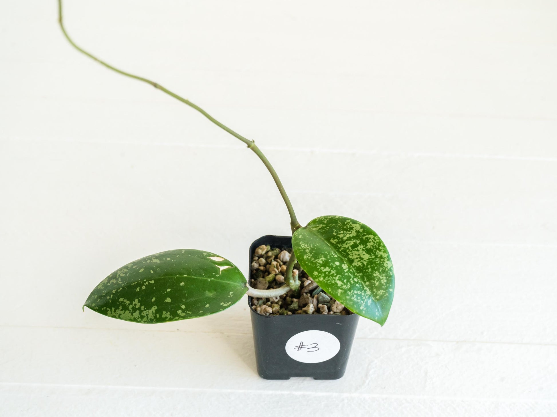 Hoya verticillata (EPC-997) | 2-Inch