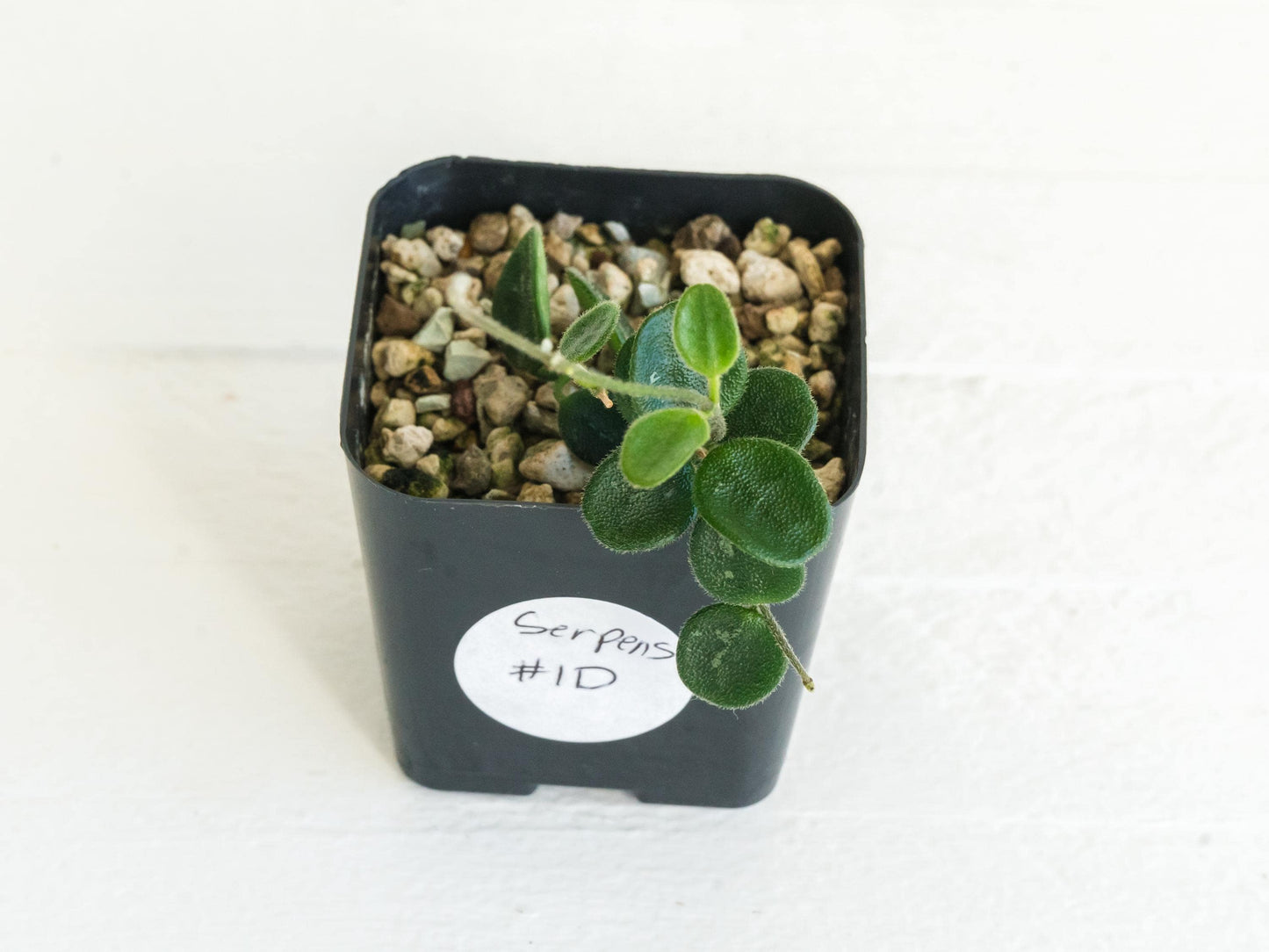 Hoya serpens | 2-Inch