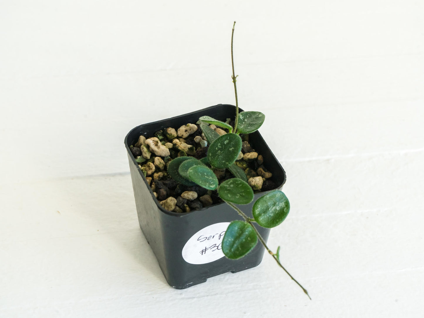 Hoya serpens | 2-Inch