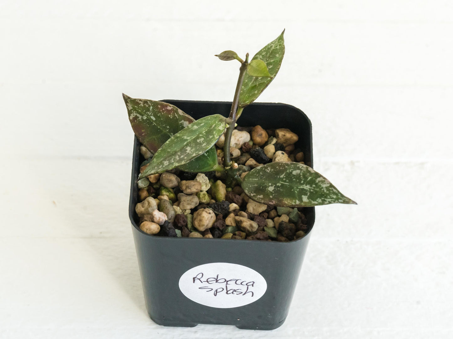 Hoya 'Rebecca' (Splash) | 2-Inch