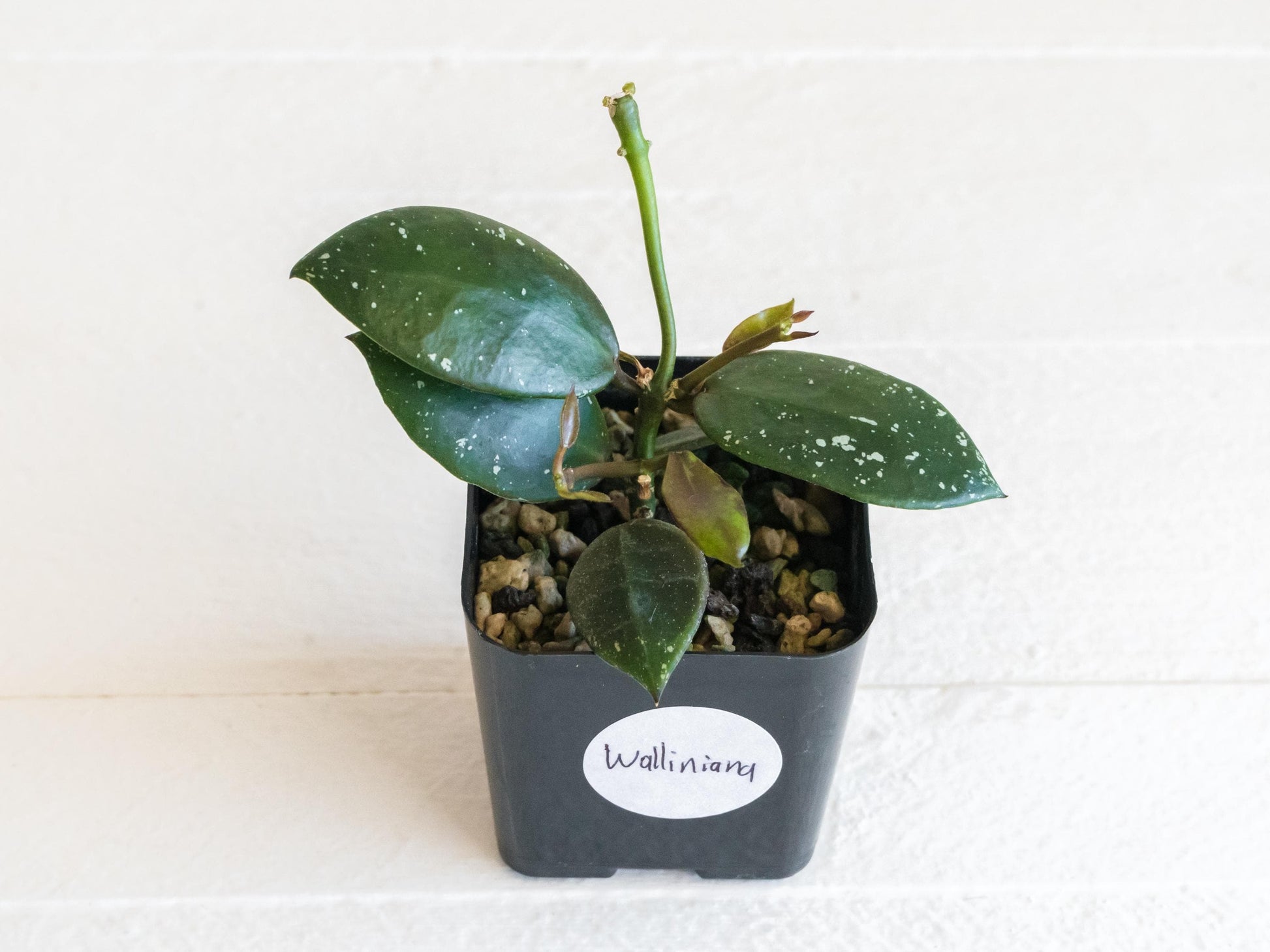 Hoya walliniana (UT-152) | 2-Inch