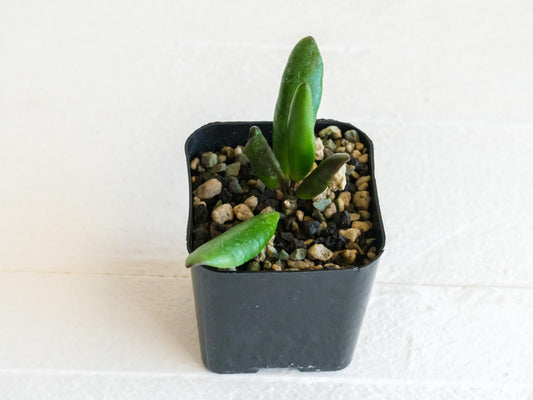 Hoya loheri | 2-Inch