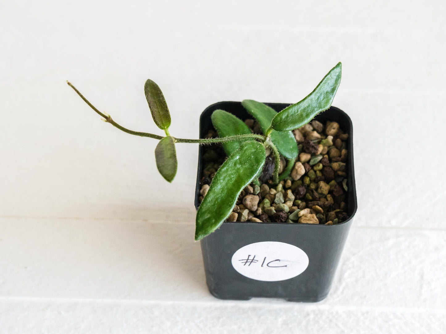 Hoya lyi | 2-Inch