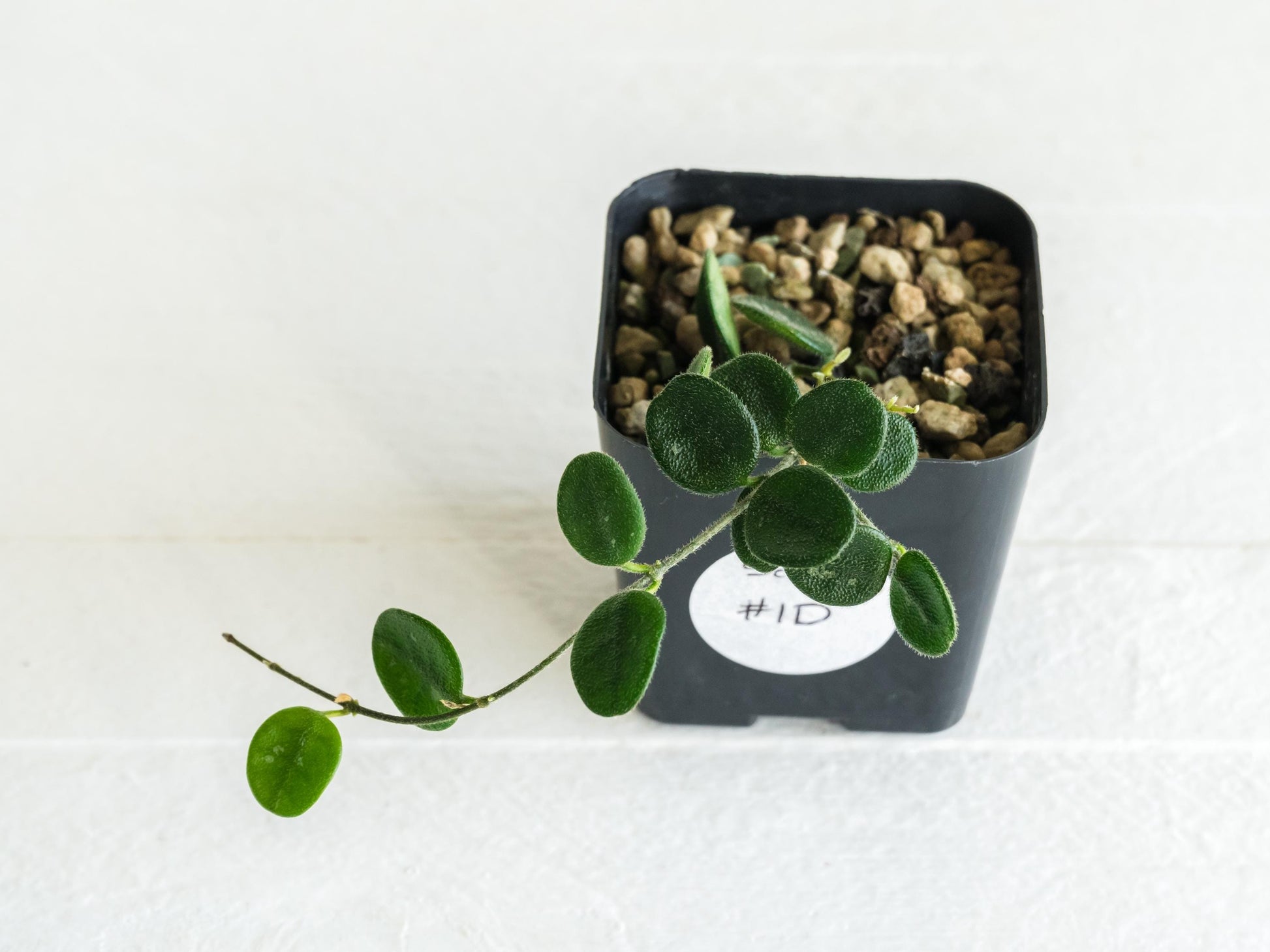 Hoya serpens | 2-Inch