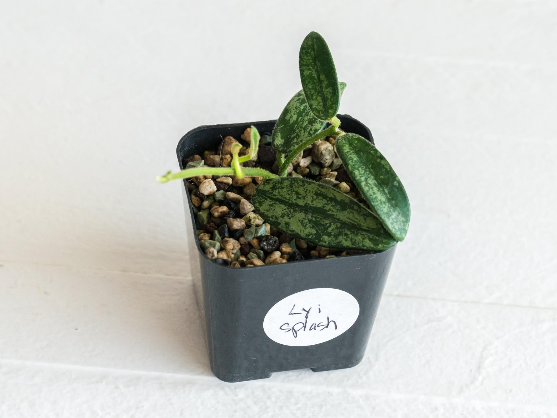 Hoya lyi (Splash) | 2-Inch