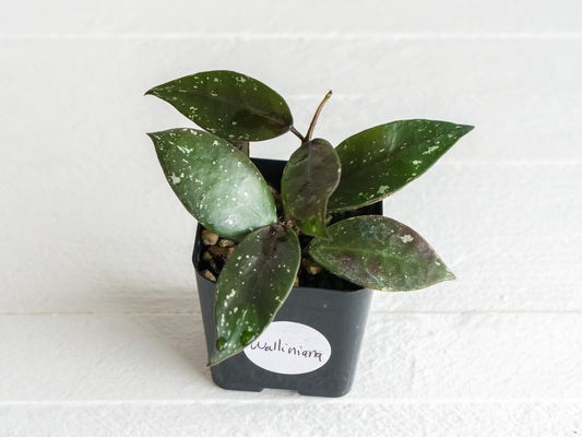 Hoya walliniana (UT-152) | 2-Inch