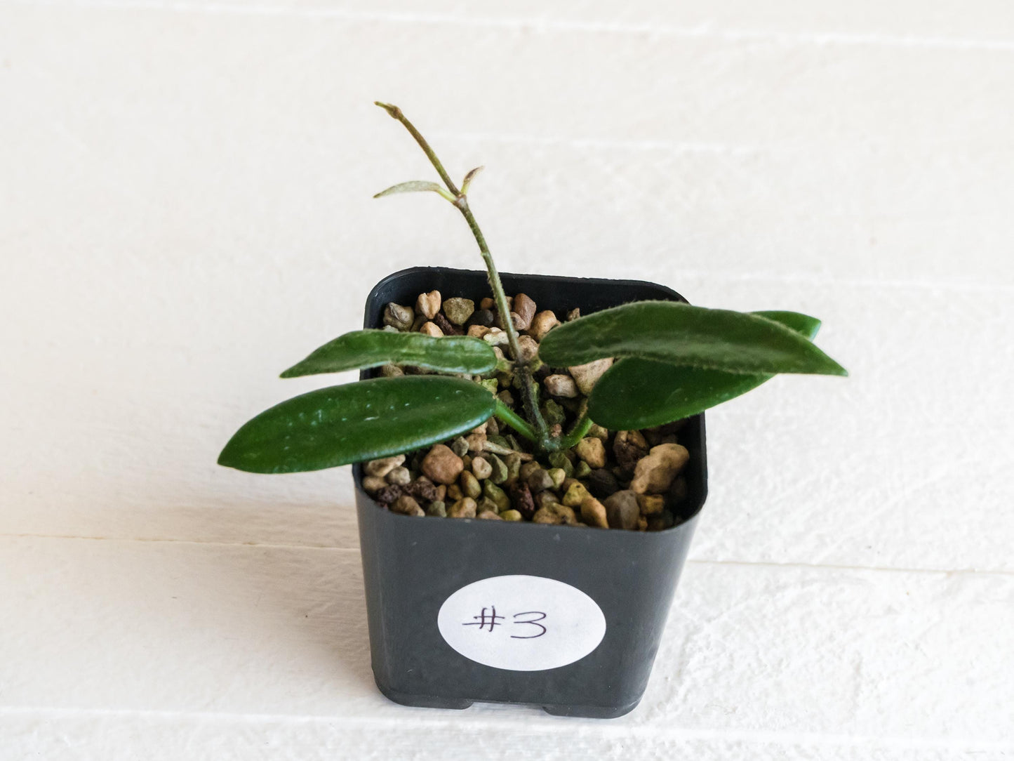 Hoya lyi | 2-Inch