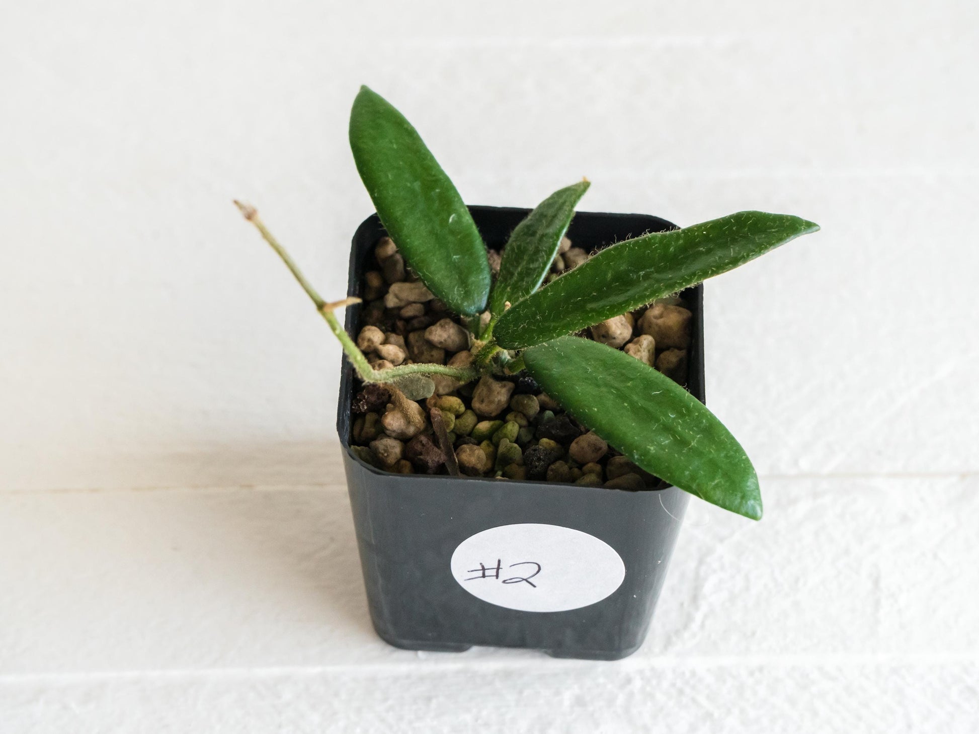 Hoya lyi | 2-Inch