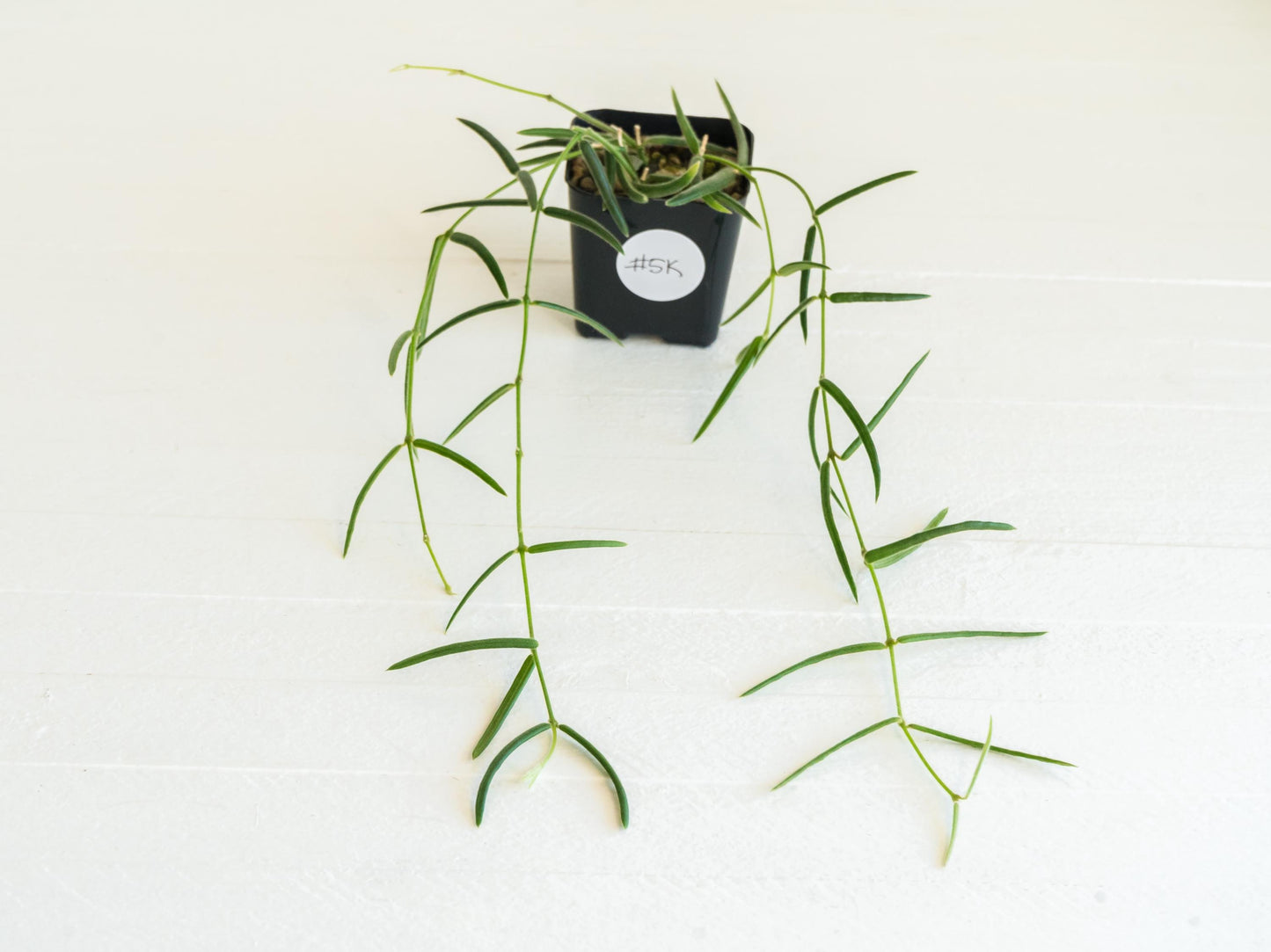 Hoya linearis | 2-Inch