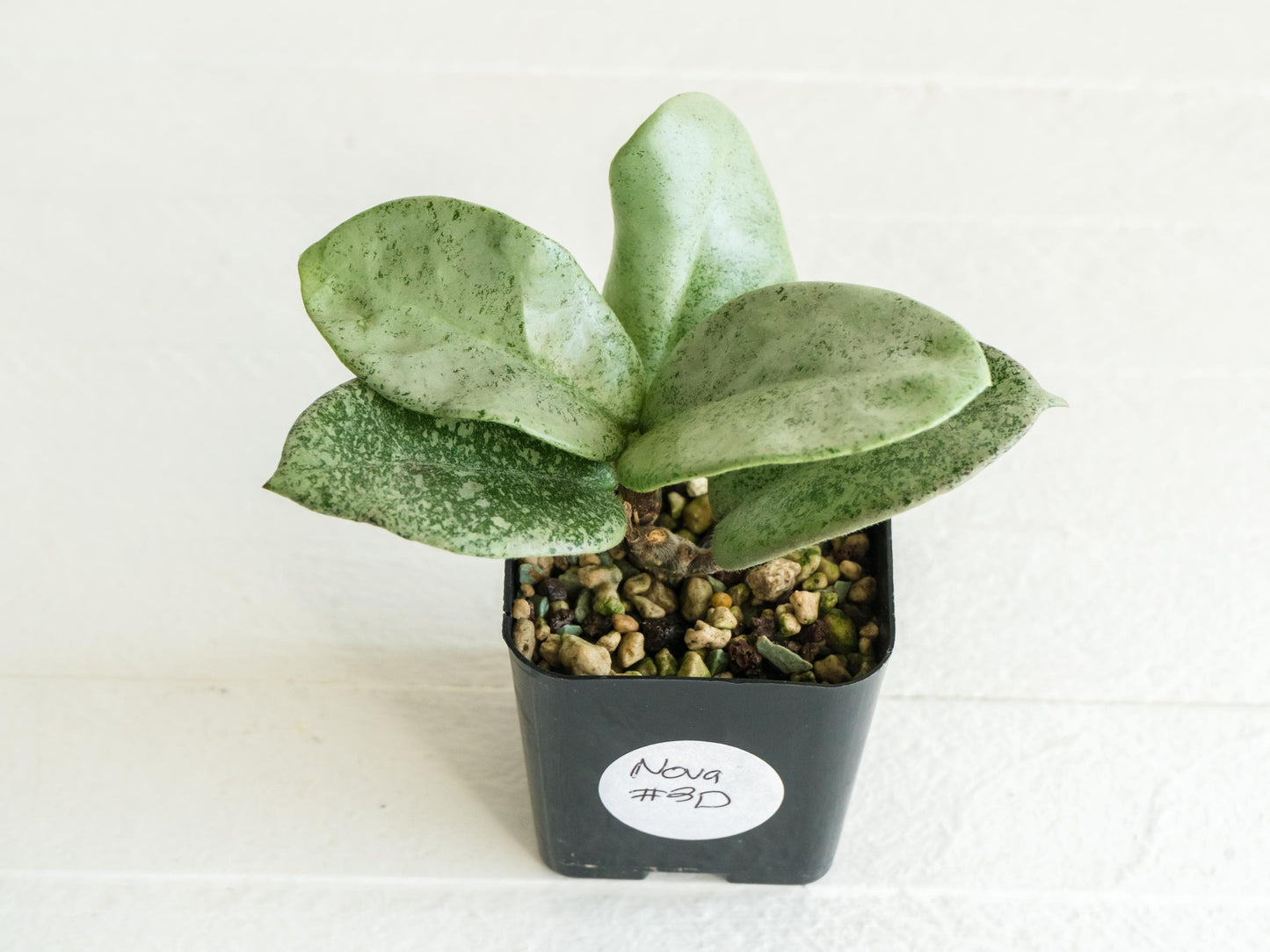 Hoya carnosa 'Nova Ghost' | 2-Inch