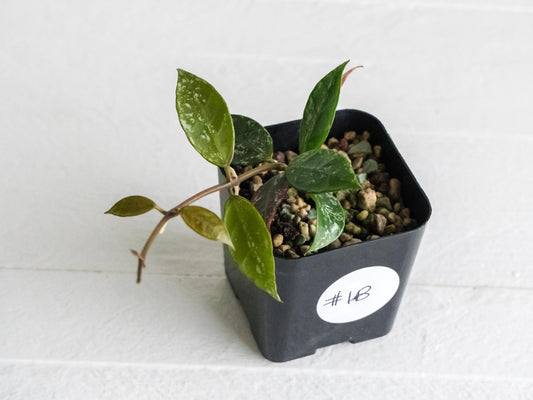 Hoya 'Rebecca' (Splash) | 2-Inch