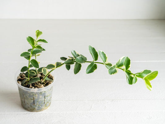 Hoya cumingiana (Albo | Outer Variegated) | 3-Inch