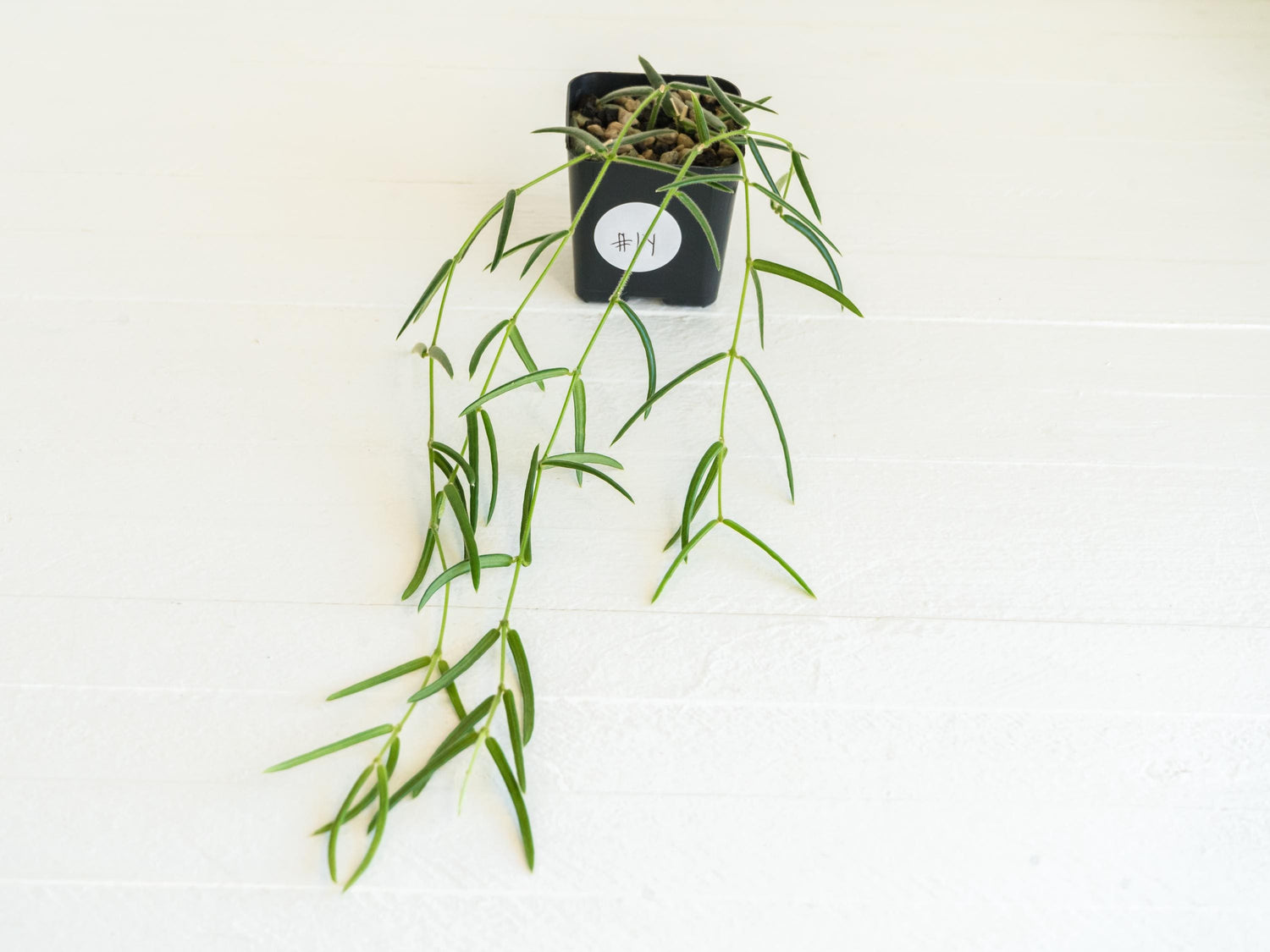 Hoya linearis | 2-Inch