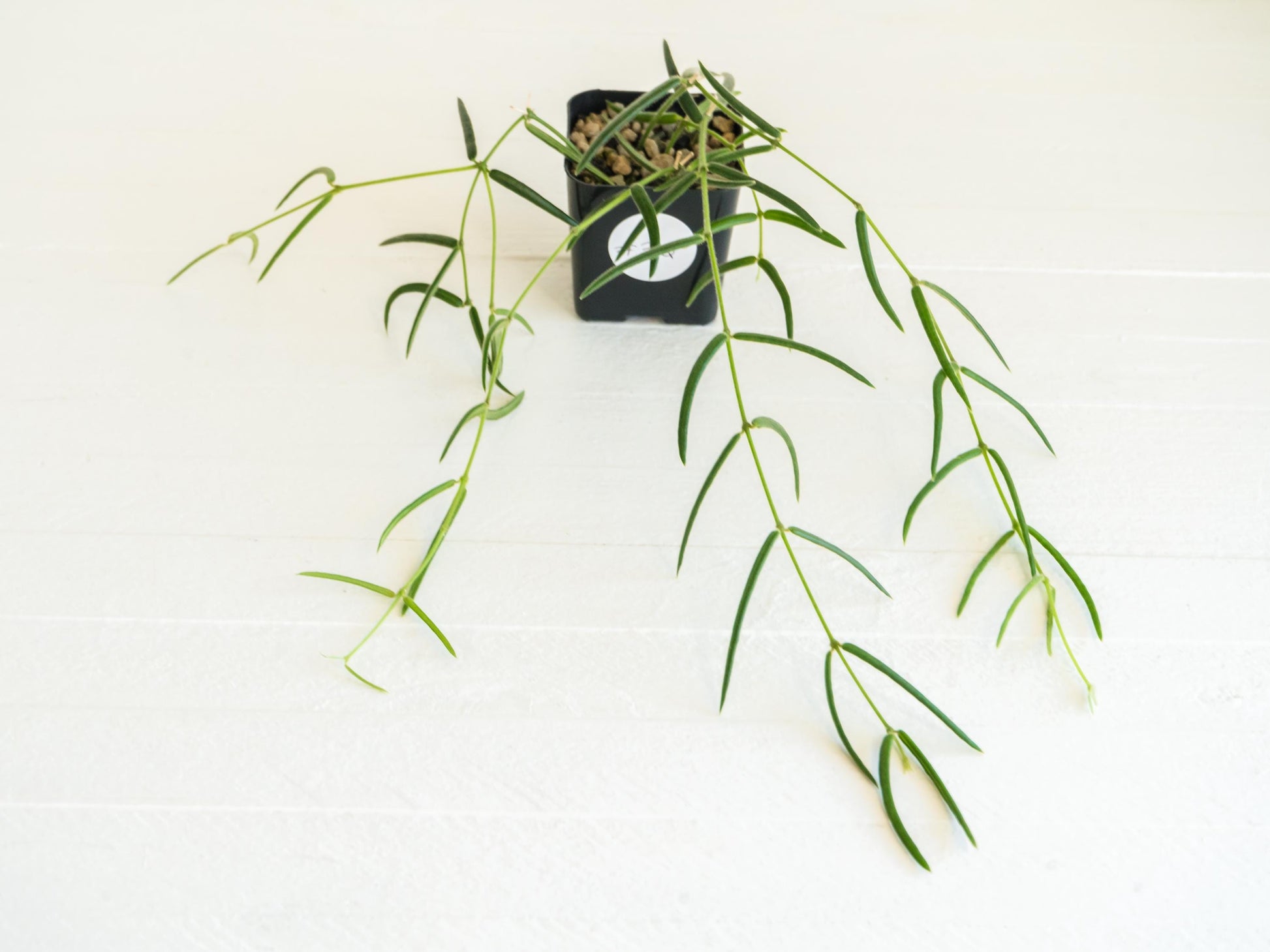 Hoya linearis | 2-Inch