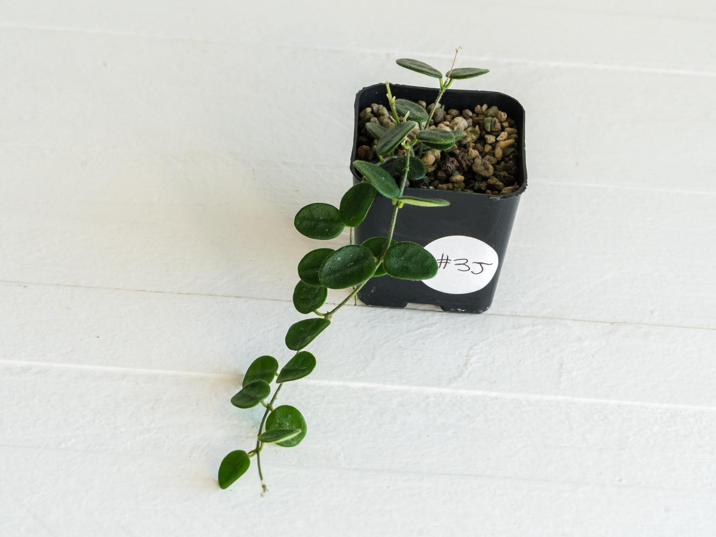 Hoya serpens | 2-Inch