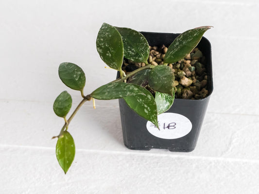 Hoya 'Rebecca' (Splash) | 2-Inch