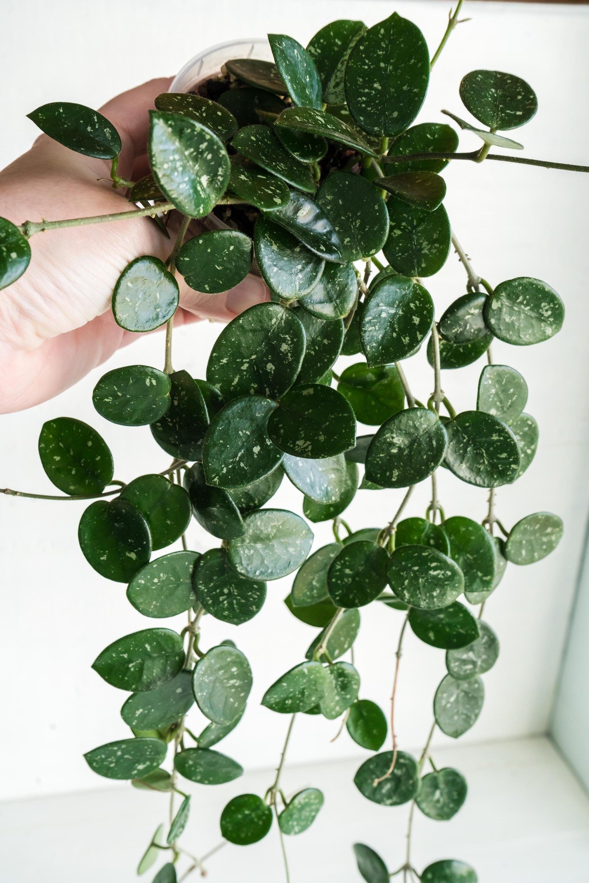 Hoya 'Mathilde' | 3-Inch