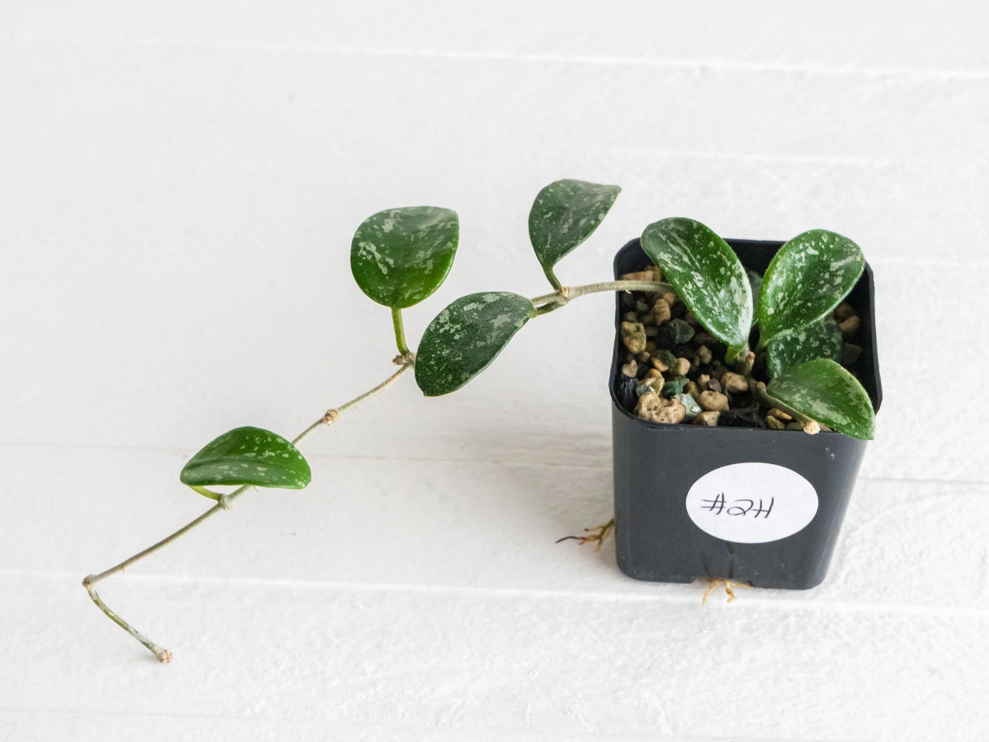 Hoya lima (Splash) | 2-Inch