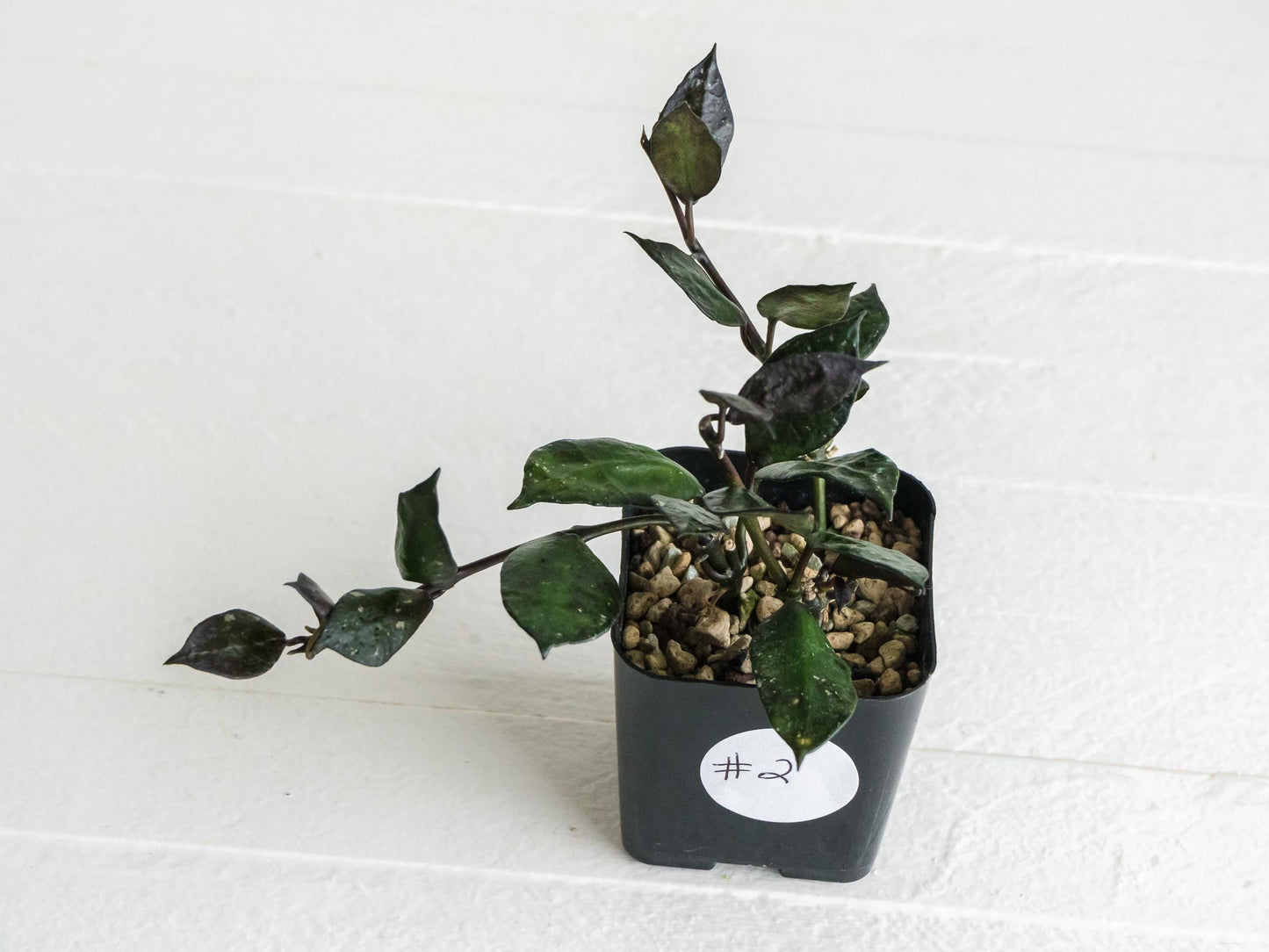 Hoya krohniana 'Black' | 2-Inch