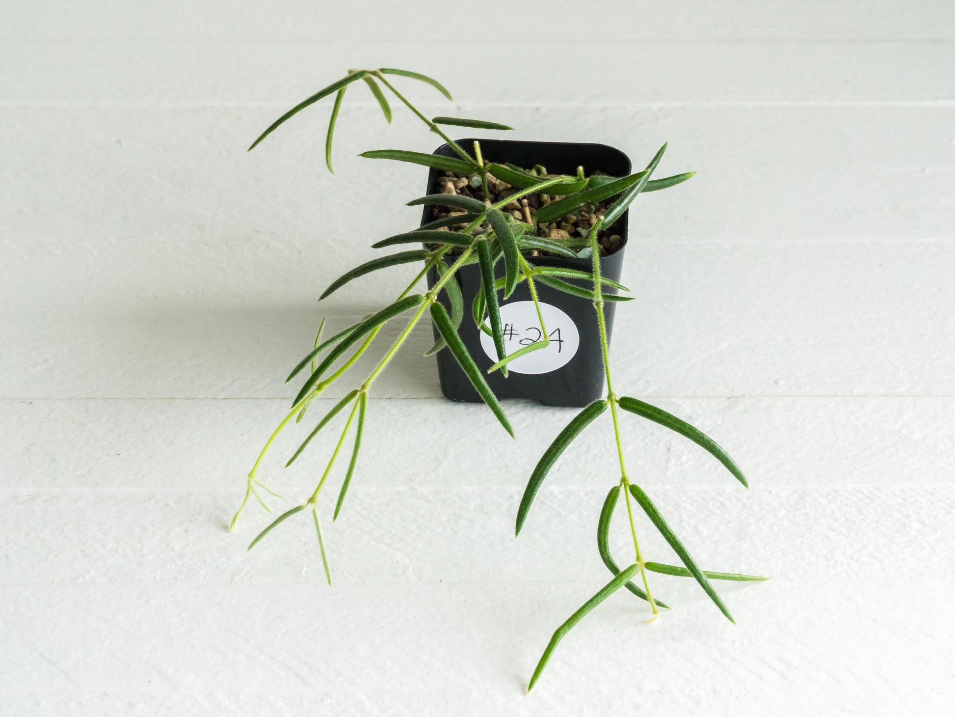 Hoya linearis | 2-Inch