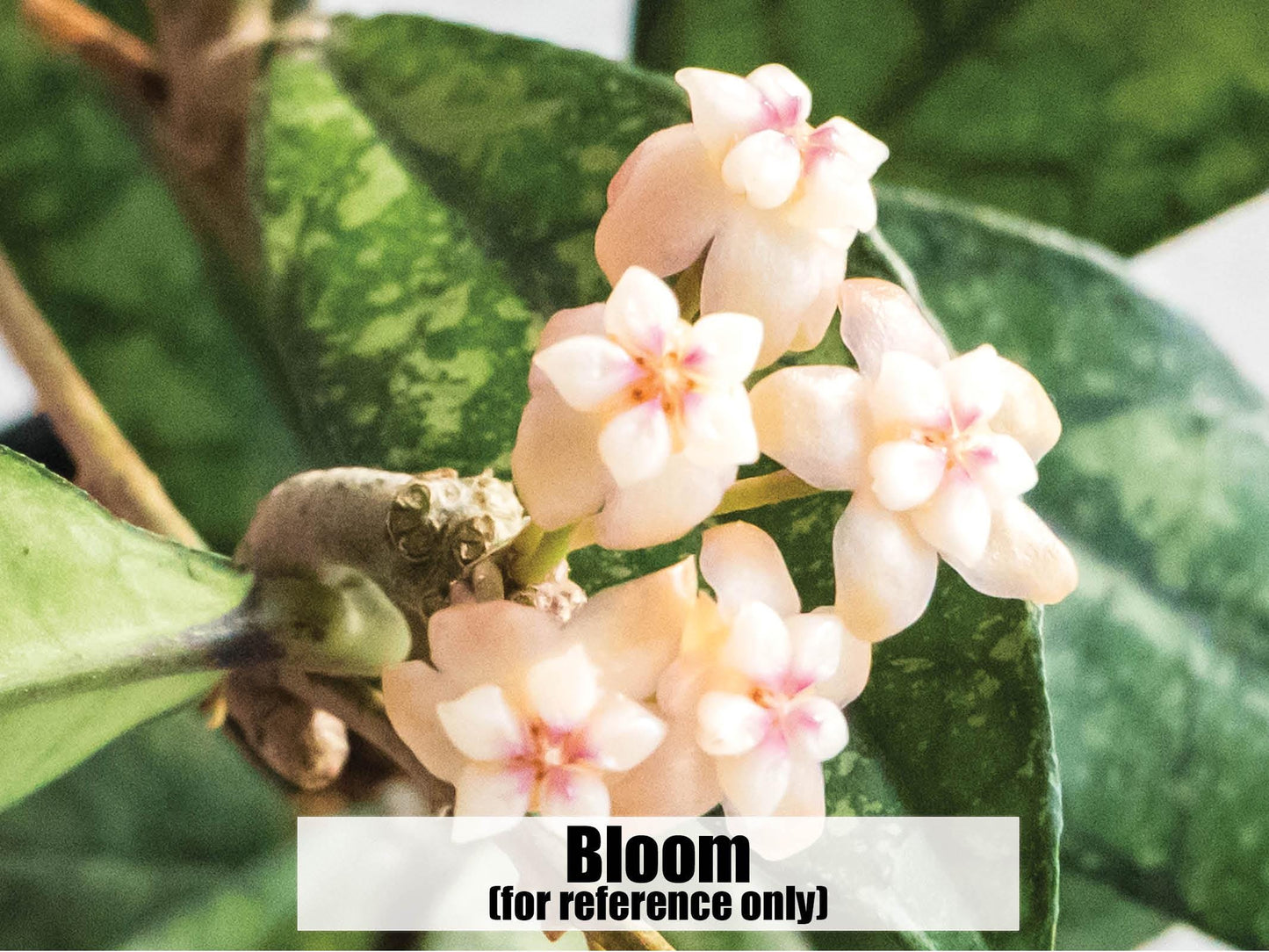 Hoya crassipetiolata (Splash) | 2-Inch