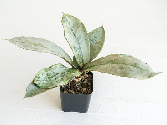 Hoya mitrata 'Buntok Silver' | 2-Inch