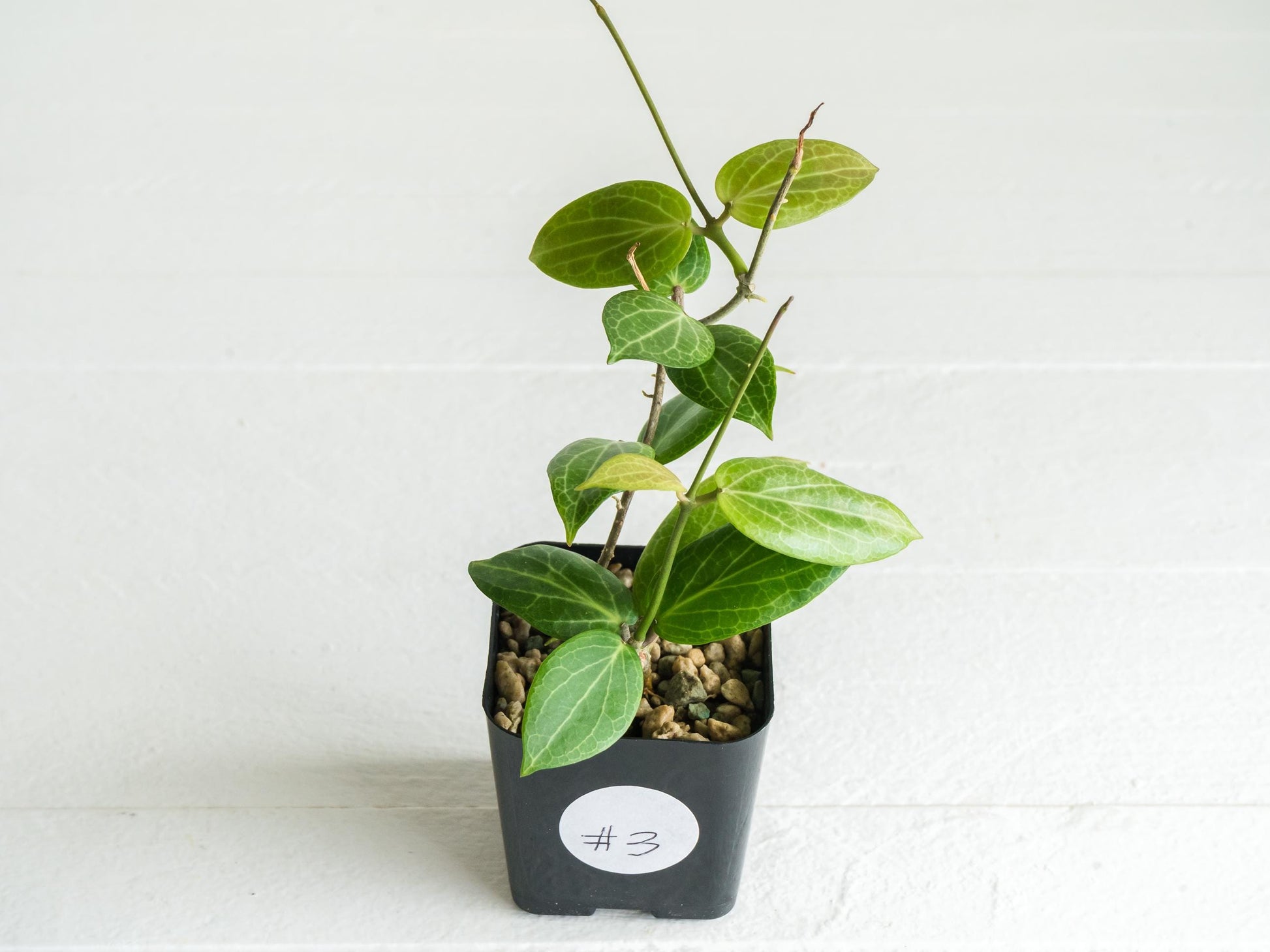 Hoya fitchii (Orange Flower) | 2-Inch