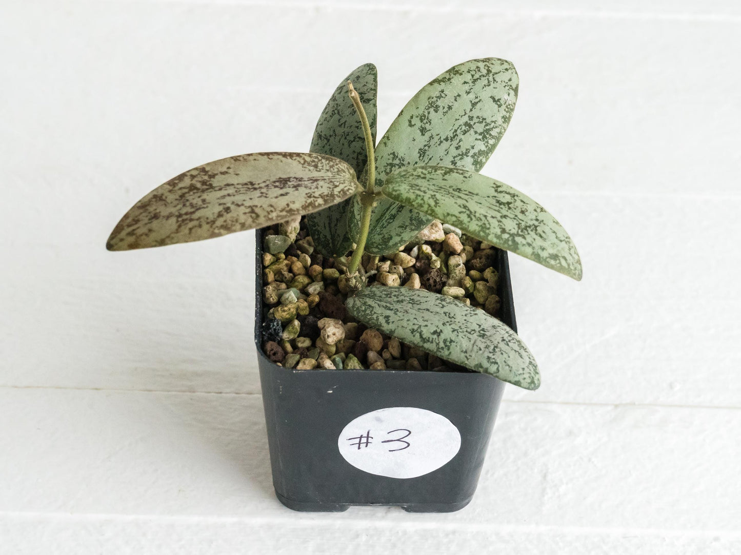 Hoya sigillatis 'Round Leaf' aka sigillatis (Silver) AH001 | 2-Inch