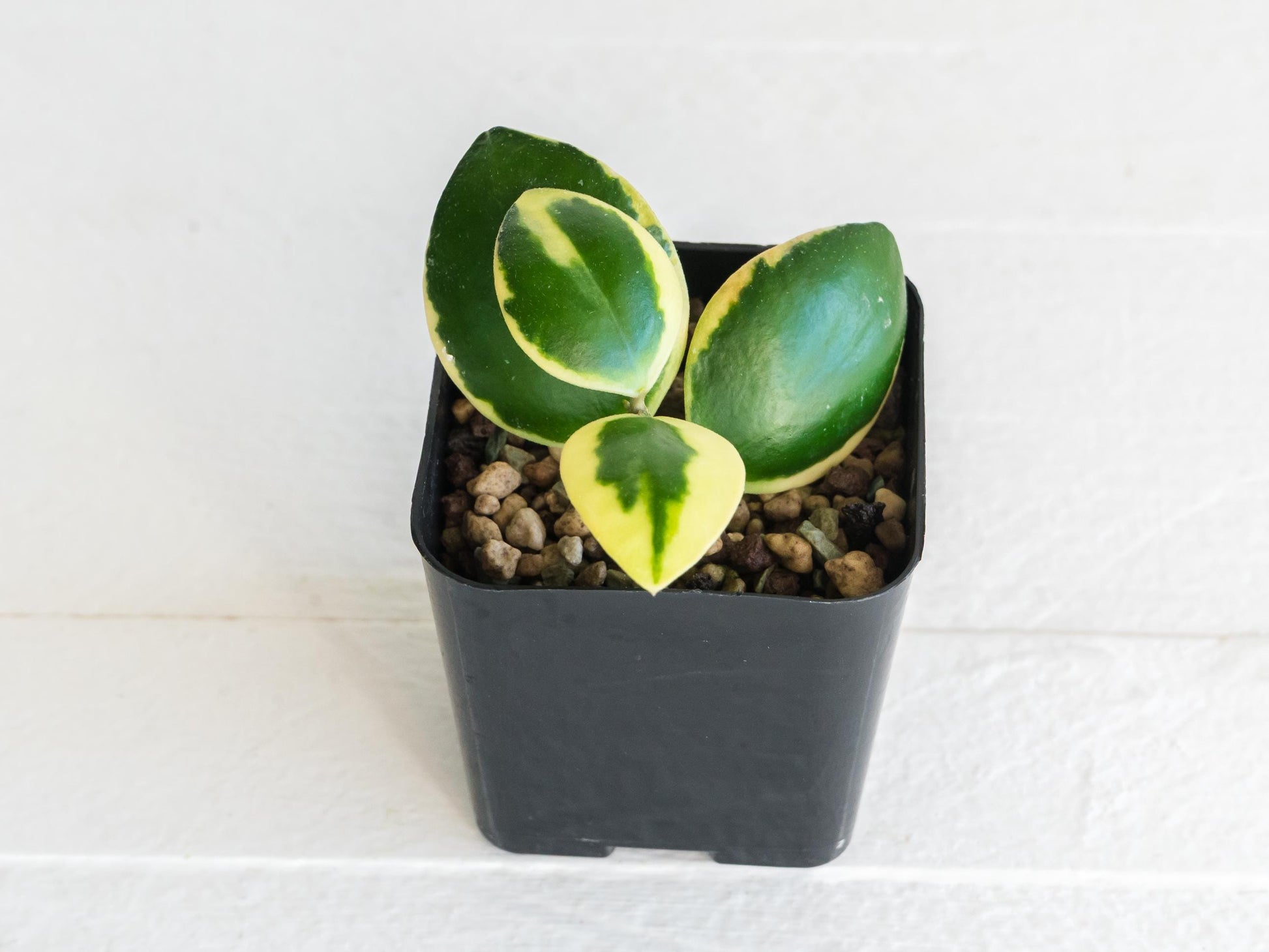 Hoya incurvula (Albomarginata / Outer Variegated) aka Hoya palta | 2-Inch