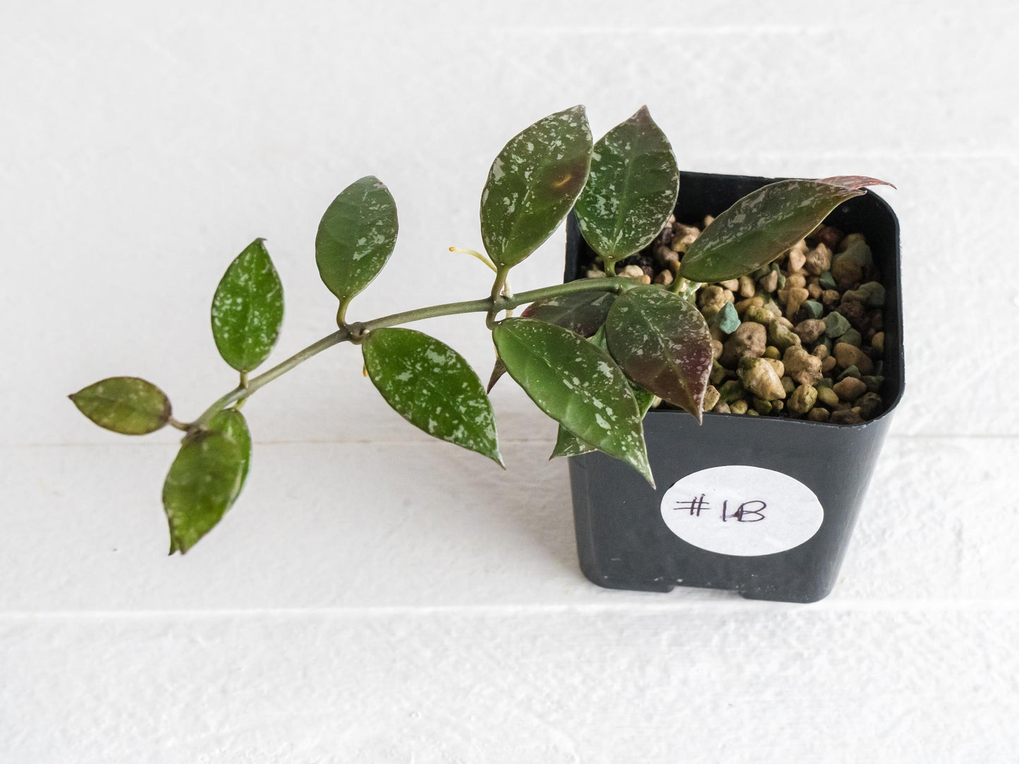 Hoya 'Rebecca' (Splash) | 2-Inch