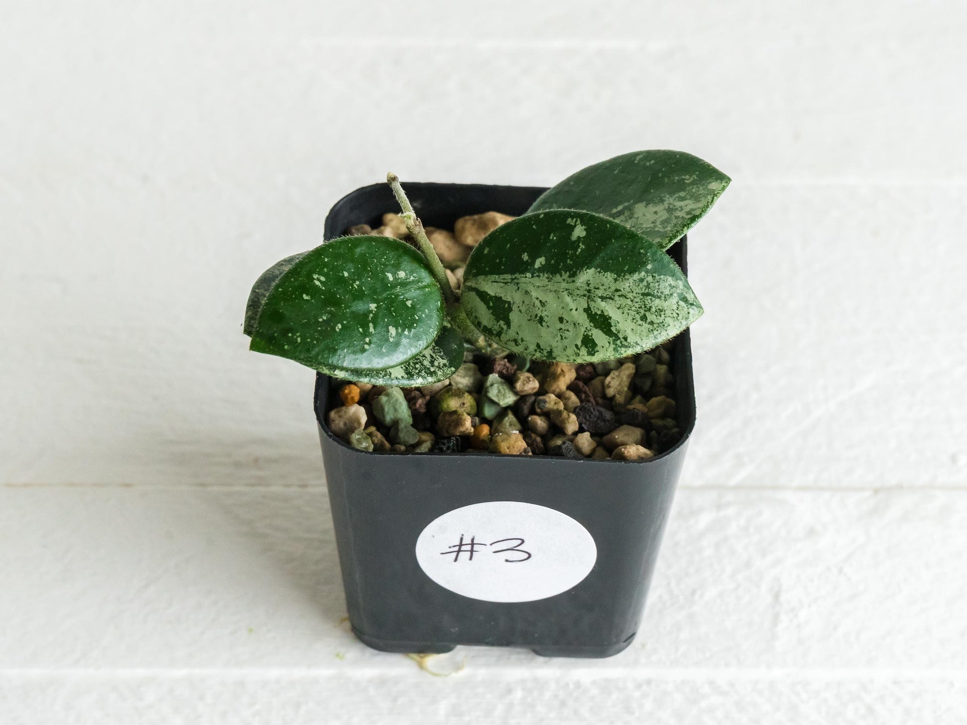 Hoya 'Mathilde' (Splash) | 2-Inch