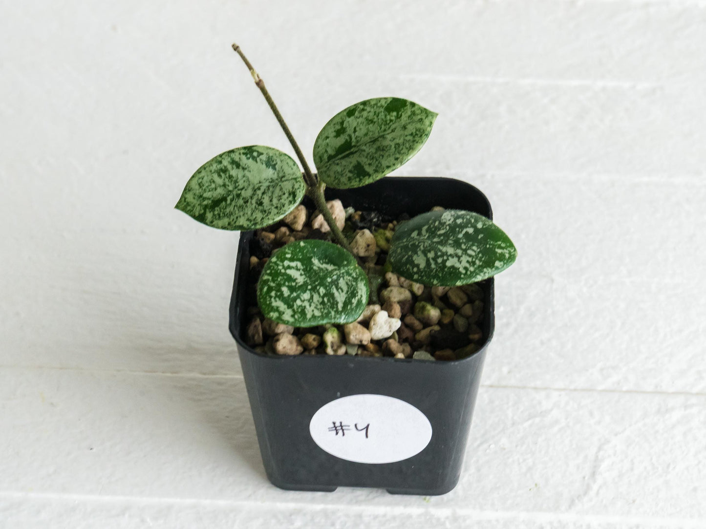 Hoya 'Mathilde' (Splash) | 2-Inch