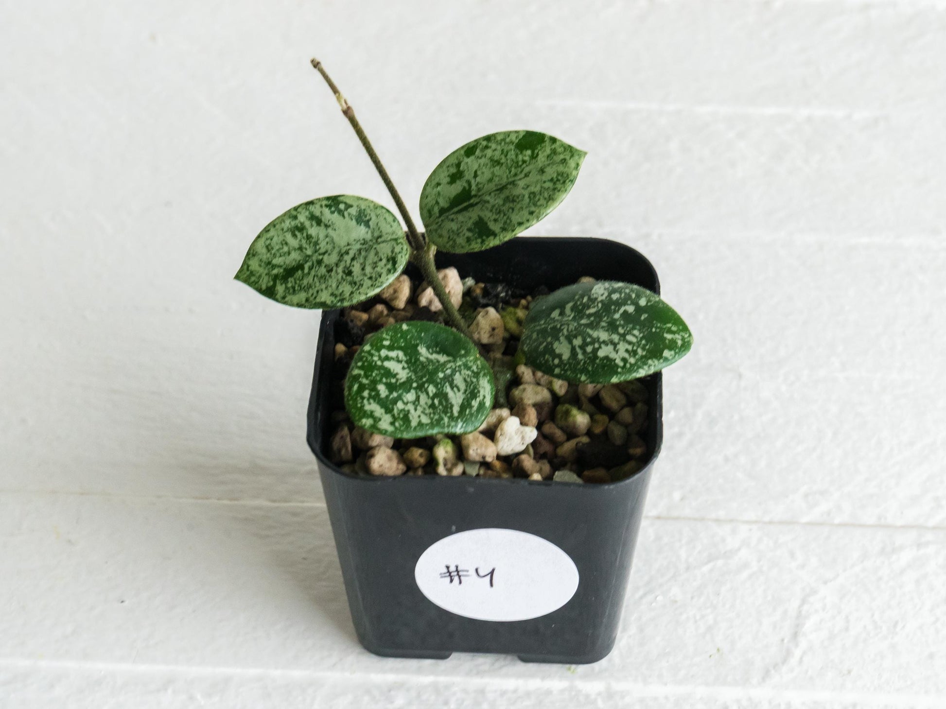 Hoya 'Mathilde' (Splash) | 2-Inch