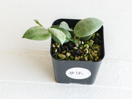 Hoya lacunosa 'Silver Mint Coin' | 2-Inch