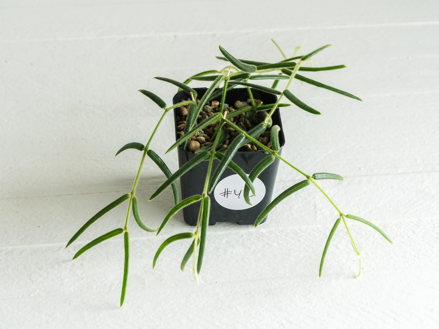 Hoya linearis | 2-Inch