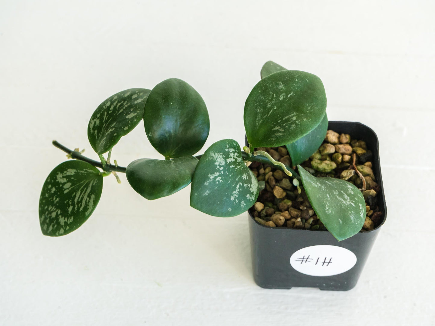 Hoya collina (IR-26) | 2-Inch