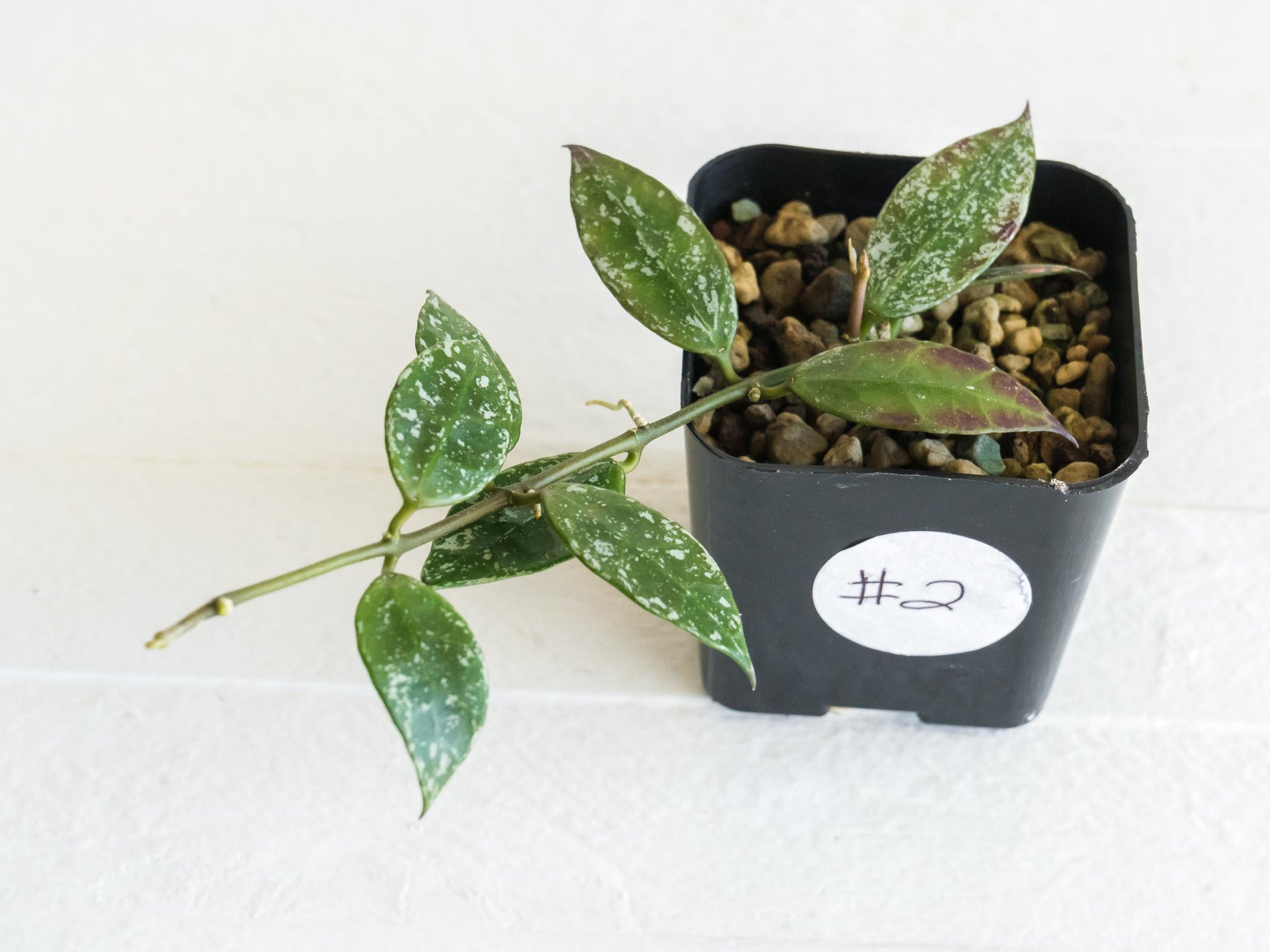 Hoya 'Rebecca' (Splash) | 2-Inch