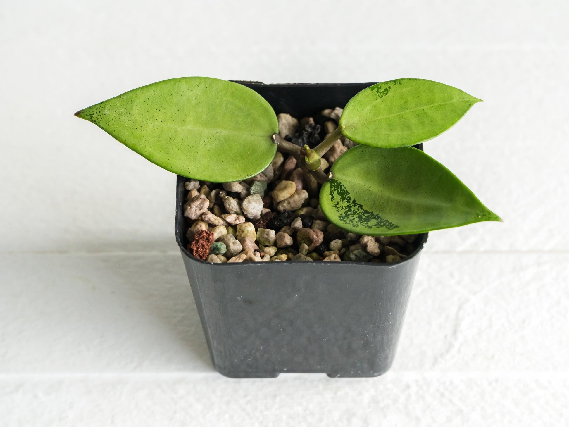 Hoya verticillata (Heart Leaf Silver) | 2-Inch