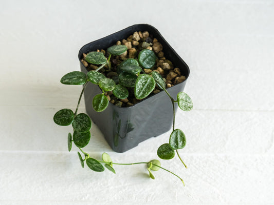 Hoya serpens (Splash) | Large 2-Inch